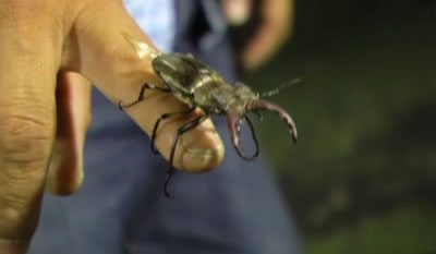BEETLE QUEEN CONQUERS TOKYO